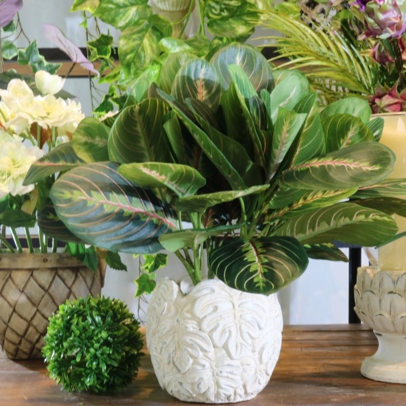 PLANTAS